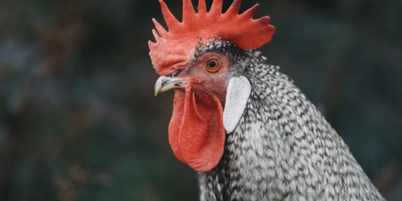 Bí quyết giúp bạn nắm vững cách đá gà mạng luôn thắng